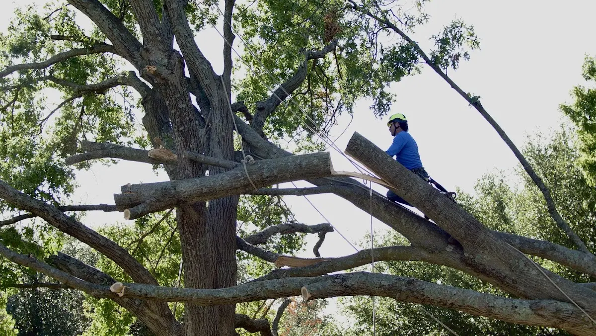 Professional Crown Thinning performed by certified arborists in Liberty Center