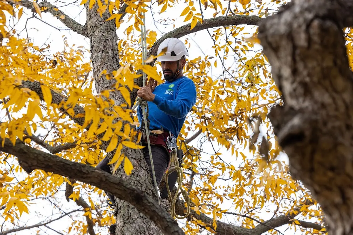Skilled Tree Pruning crew working in Liberty Center